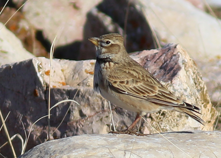 Bimaculated Lark